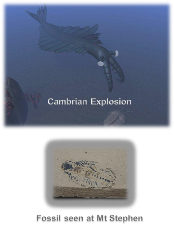 Cambrian Explosion - Fossil